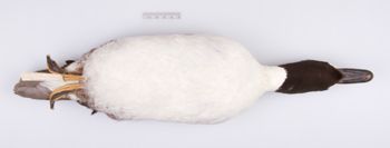 Media type: image;   Ornithology 251822